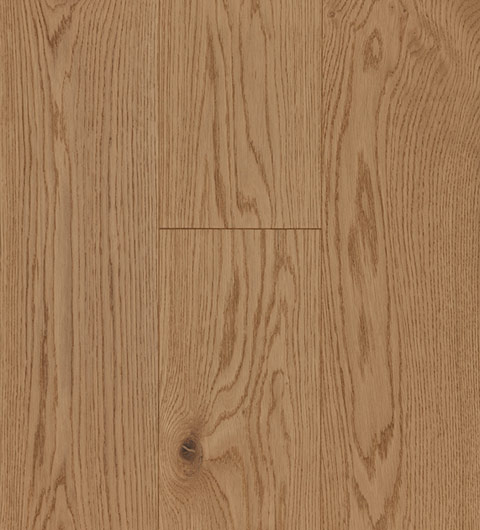 noesis colli